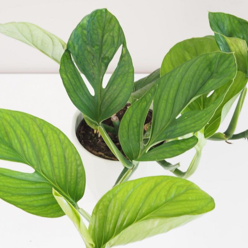 Monstera pinnatipartita - Image 6