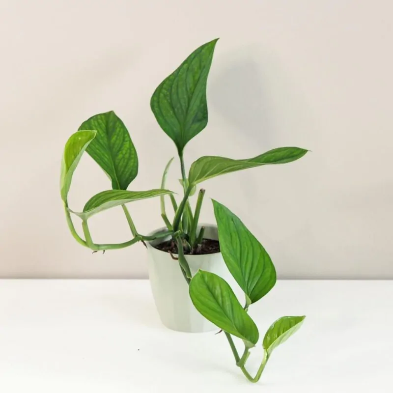 Monstera pinnatipartita - Image 2