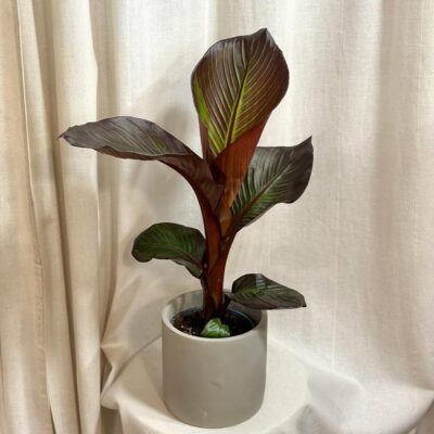 Banánovník ‘Ensete Maurelii’ musa ensete maurelii bananovnik cerveny plantizia 2 Plantizia.sk