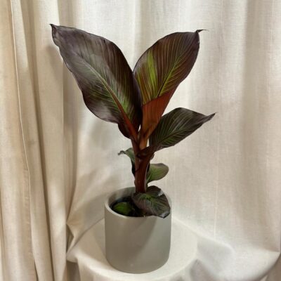 musa ensete maurelii bananovnik cerveny plantizia Plantizia.sk