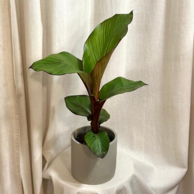 musa ensete maurelii bananovnik plantizia Plantizia.sk