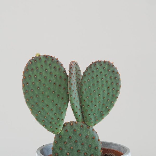 opuntia mictodasys rufida opuncia kaktus fialovy