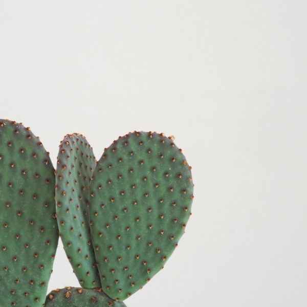 opuntia mictodasys rufida opuncia kaktus fialovy