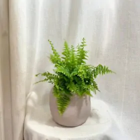 Papraď Nefrolepka vznešená stredná