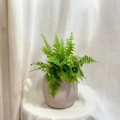 paprad nefrolepka nephrolepis exaltata velka plantizia