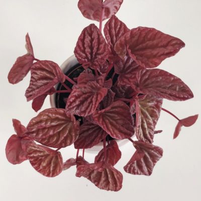 peperomia caperata quito farebna izbova rastlina