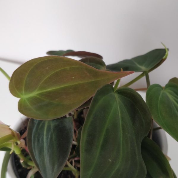 philodendron micans