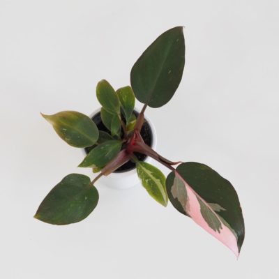 Philodendron 'Pink Princess' filodendrón plantizia