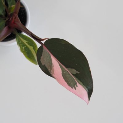 Philodendron 'Pink Princess' filodendrón plantizia