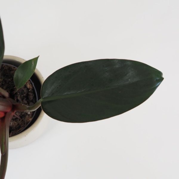 filodendron philodendron rojo congo plantizia