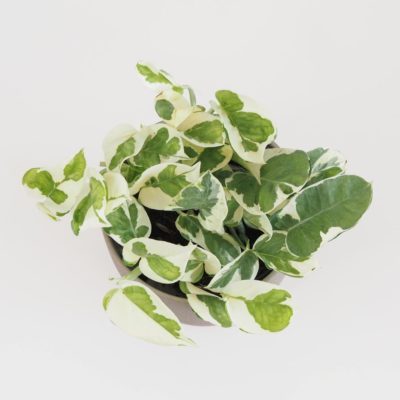 Pothos Epipremnum aureum ‘N-Joy’ potosovec panasovany bielo-zeleny tahava izbova rastlina