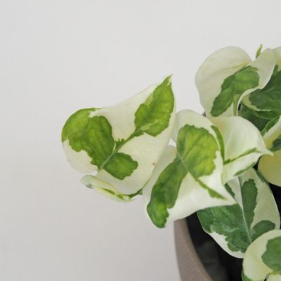 Pothos Epipremnum aureum ‘N-Joy’ potosovec panasovany bielo-zeleny tahava izbova rastlina