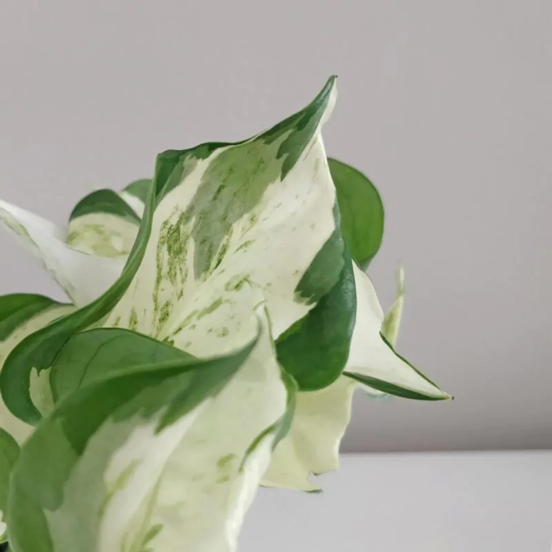 pothos epipremnum happy leaf tahava izbova rastlina plantizia