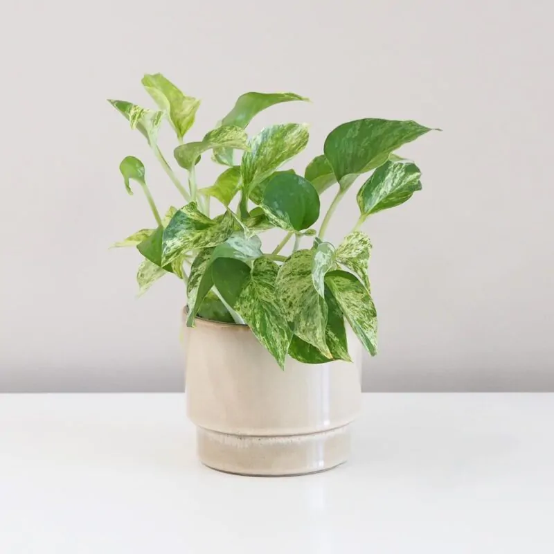Pothos Epipremnum aureum 'Marble Queen'
