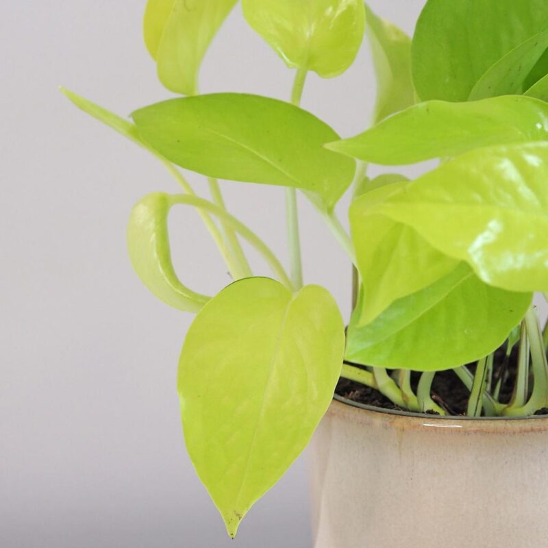 Pothos Epipremnum aureum ‘Neon’ stredný - Image 3