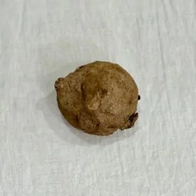 Stephania erecta hľuza
