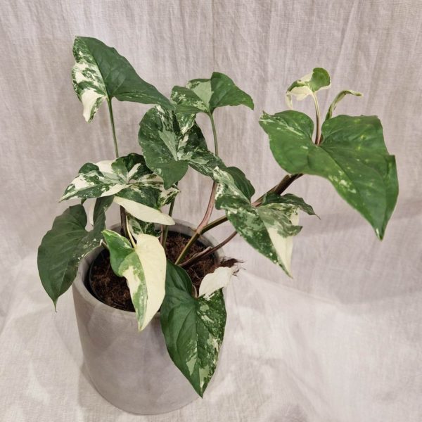 syngonium podophyllum albo variegata plantizia Plantizia.sk