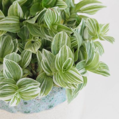 tradescantia fluminensis ‘Albovittata’ tahava zelena nenarocna izbova rastlina plantizia