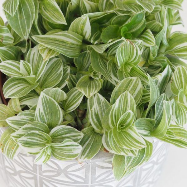 tradescantia fluminensis ‘Albovittata’ tahava zelena nenarocna izbova rastlina plantizia