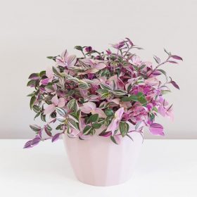 Tradescantia ‘Quadricolor’ maxi