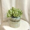 tucnolist crassula swaziensis variegata money maker