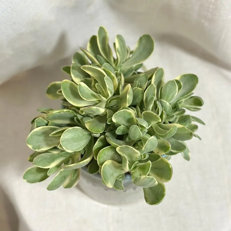 tucnolist crassula swaziensis variegata money maker