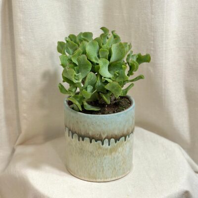 tucnolist crassula arborescens