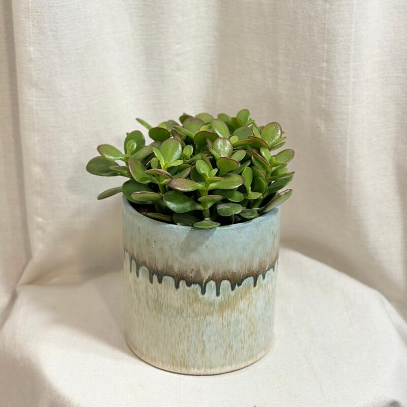 tucnolist crassula ovata minor