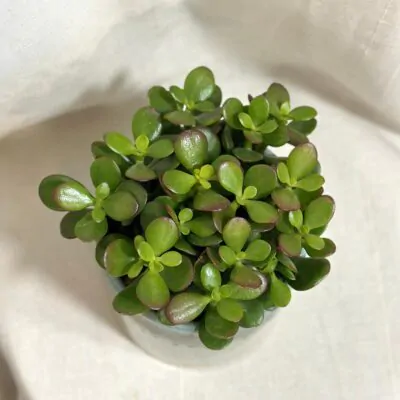 tucnolist crassula ovata minor