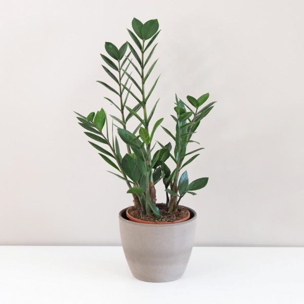 Zamioculcas zamiifolia zamiokulkas nenarocna rastliny do tiena