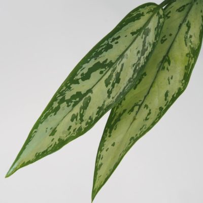 aglaonema silver queen nenarocna zelena izbova rastlina do tiena plantizia