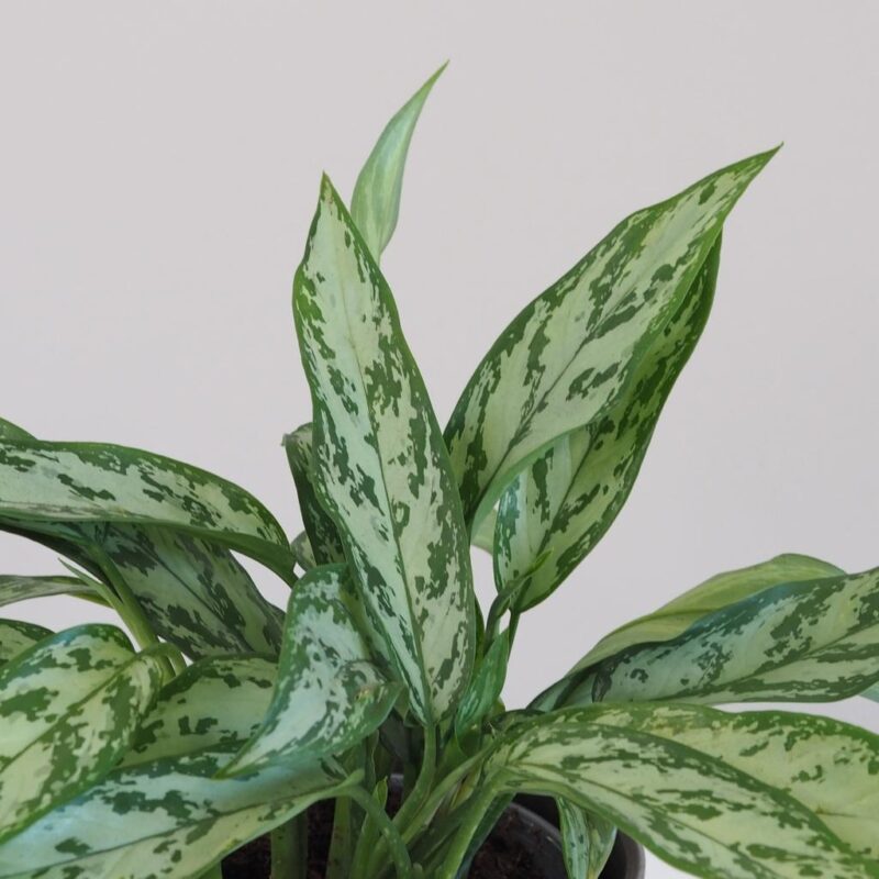 aglaonema silver queen nenarocna zelena izbova rastlina do tiena plantizia