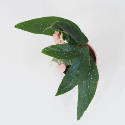 begonia mini mala