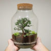 bonsai terarium xxl velke rastlinne terarium s korkom florarium plantarium plantizia