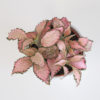 fittonia fitonia pink star ruzova rastlina plantizia