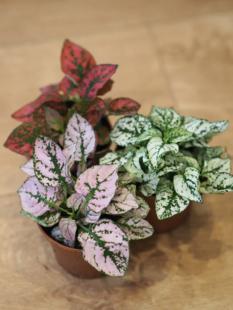 hypoestesy ruzovy zeleny cerveny Plantizia.sk