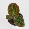 macodes petola gold jewel orchid raritne rastliny plantizia