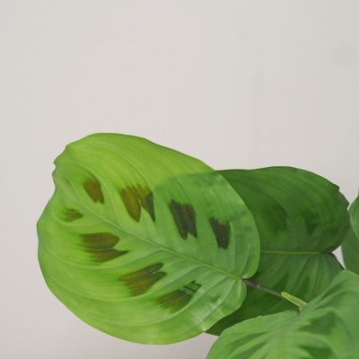 maranta leuconeura kerchoveana prayer plant