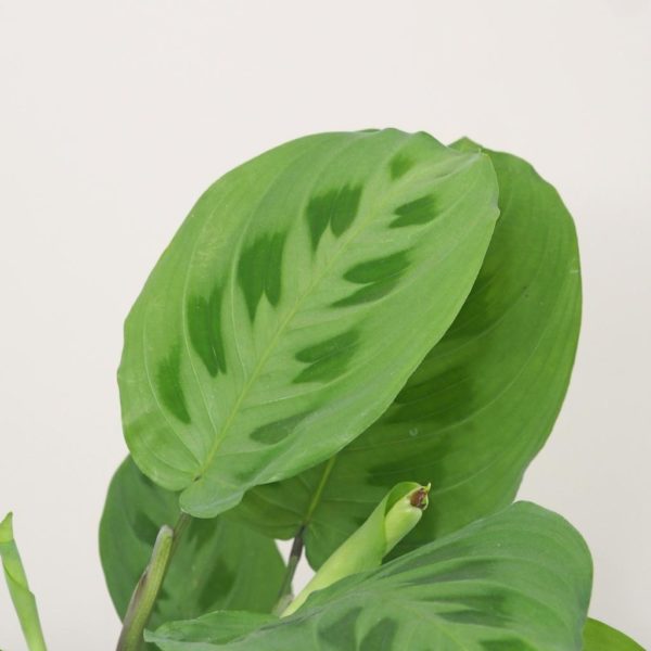maranta leuconeura kerchoveana prayer plant