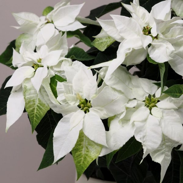 vianočná ruža vianocna hviezda biela netradicna velka poinsettia plantizia
