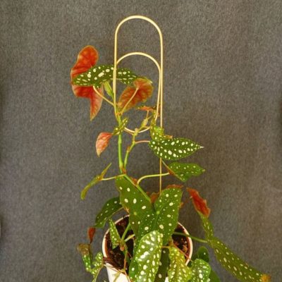 Dekoratívna opora na rastliny sponka kytkotycky plantizia