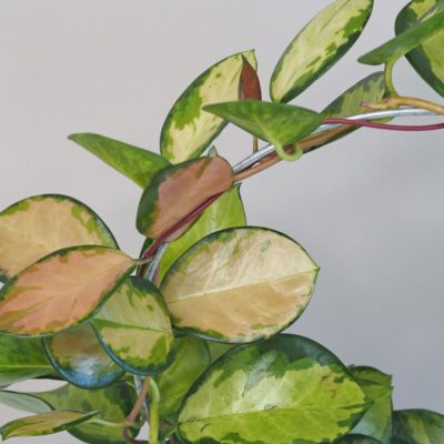 hoya australis lisa na kruhu voskovka plantizia