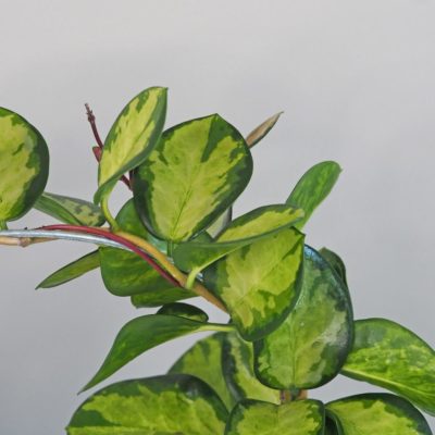 hoya australis lisa na kruhu voskovka plantizia