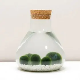 Riasogule set veľký v nádobe s korkom