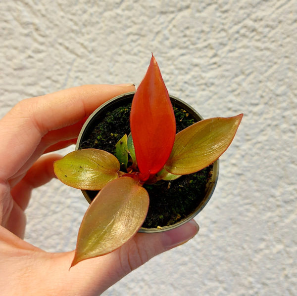 philodendron red sun filodendron plantizia