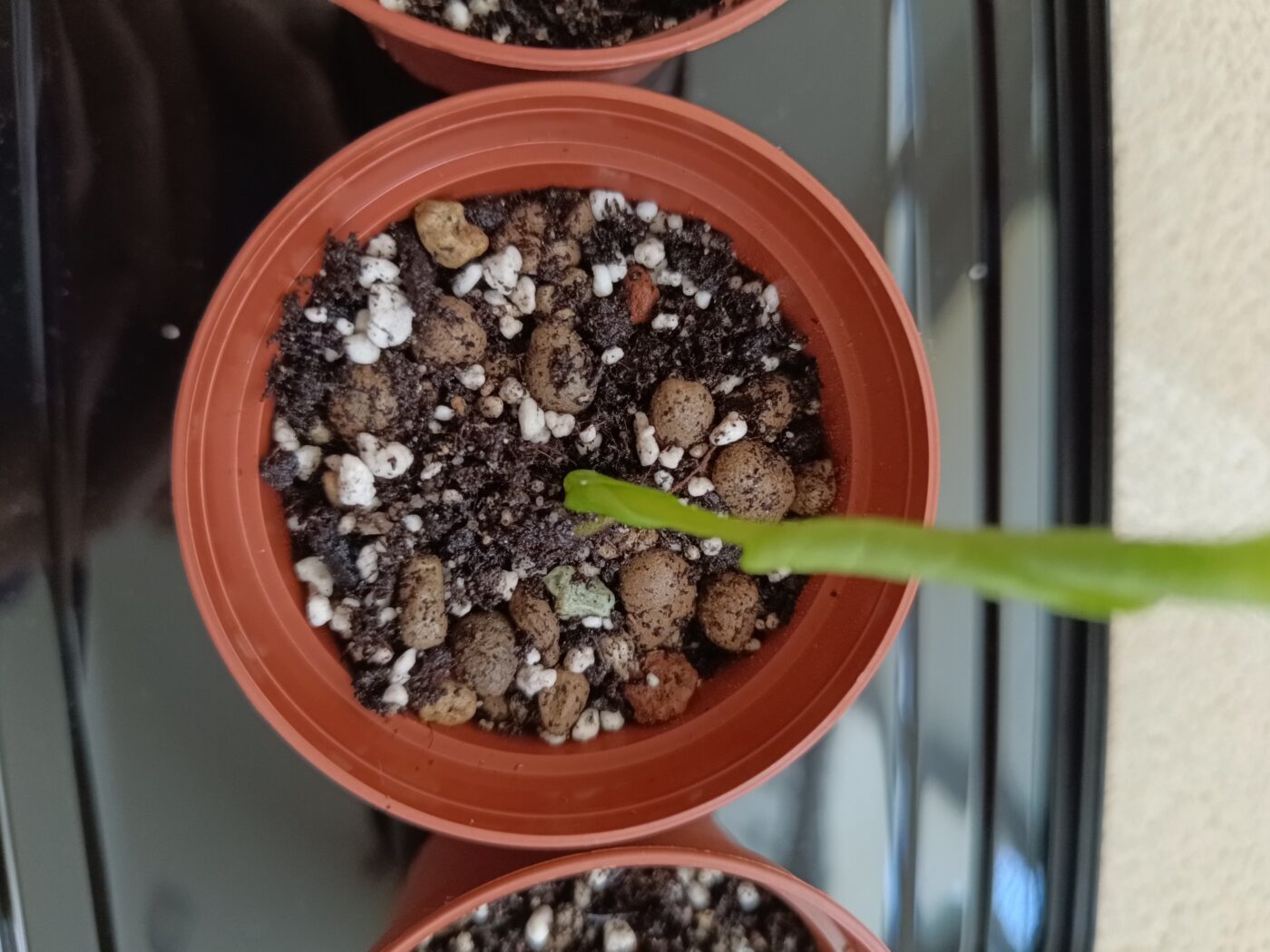Image #2 from Phalaenopsis