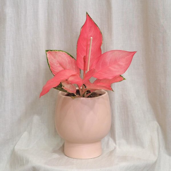 keramicky crepnik ruzovy kvetinac aglaonema pink star