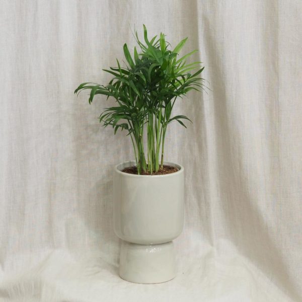 sivy sedy keramicky crepnik kvetinac moderny casa minimalisticky chamaedorea elegans