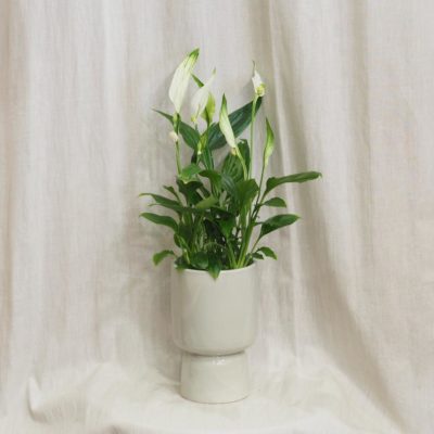 sivy sedy keramicky crepnik kvetinac moderny casa minimalisticky lopatkovec
