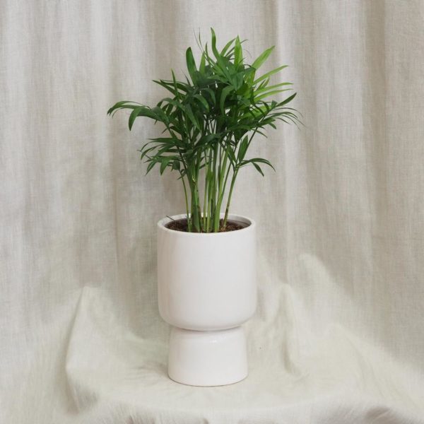 biely keramicky crepnik kvetinac moderny casa minimalisticky chamaedorea elegans